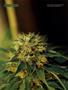 Page: - 52 | High Times