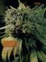 Page: - 88 | High Times