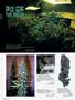 Page: - 90 | High Times
