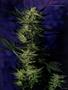 Page: - 99 | High Times