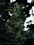 Page: - 103 | High Times