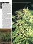 Page: - 56 | High Times
