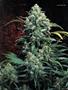 Page: - 59 | High Times
