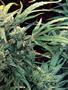 Page: - 61 | High Times