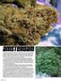 Page: - 62 | High Times