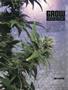 Page: - 84 | High Times