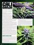 Page: - 98 | High Times