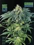 Page: - 101 | High Times