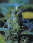 Page: - 103 | High Times
