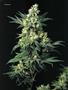 Page: - 67 | High Times