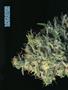 Page: - 68 | High Times