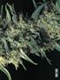 Page: - 69 | High Times