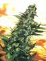 Page: - 70 | High Times