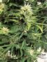 Page: - 103 | High Times