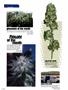 Page: - 104 | High Times