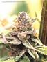 Page: - 113 | High Times