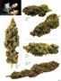 Page: - 65 | High Times