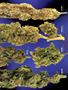 Page: - 69 | High Times