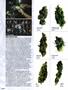 Page: - 70 | High Times