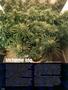 Page: - 78 | High Times