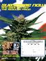 Page: - 88 | High Times