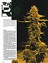 Page: - 102 | High Times