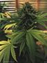 Page: - 49 | High Times