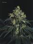 Page: - 59 | High Times