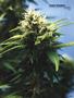 Page: - 85 | High Times