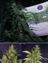 Page: - 98 | High Times