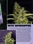 Page: - 99 | High Times