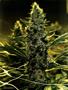 Page: - 109 | High Times