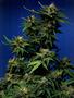 Page: - 63 | High Times