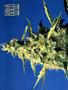 Page: - 64 | High Times