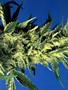 Page: - 65 | High Times