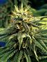 Page: - 66 | High Times