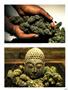 Page: - 67 | High Times