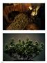 Page: - 68 | High Times