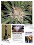 Page: - 94 | High Times