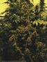 Page: - 105 | High Times