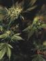 Page: - 55 | High Times
