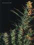 Page: - 59 | High Times