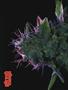 Page: - 60 | High Times