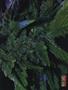 Page: - 61 | High Times