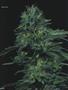 Page: - 62 | High Times