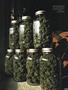 Page: - 87 | High Times