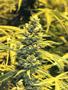 Page: - 105 | High Times