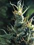 Page: - 59 | High Times