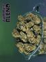 Page: - 60 | High Times