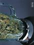 Page: - 61 | High Times